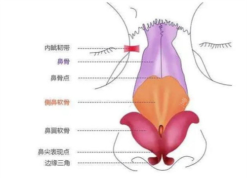 鼻部结构组织图