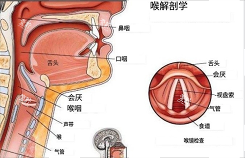 喉部解刨图