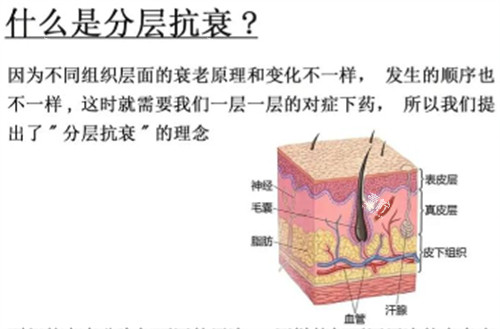 分层抗衰解析.jpg 分层抗衰解析.jpg
