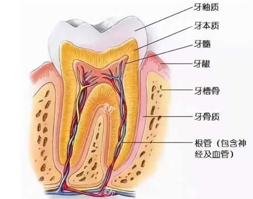 牙体剖面动画图.jpg 牙体剖面动画图.jpg