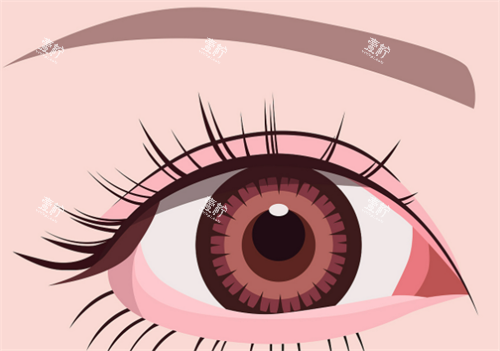 双眼皮动画图.png