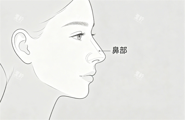 隆鼻手术插画示意图.jpg