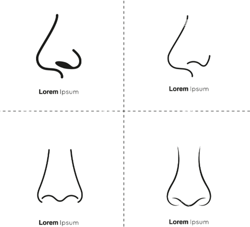 不同鼻部形态.png