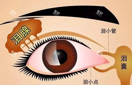 泪腺脱垂是怎么回事.jpg 泪腺脱垂是怎么回事.jpg