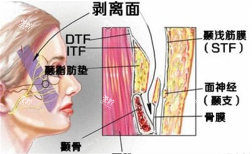 面部层次图解.jpg